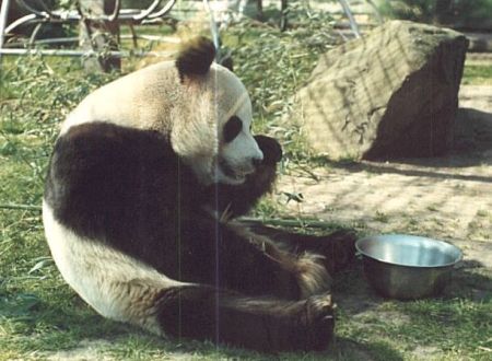 Panda Bear in Berliner Zoo
