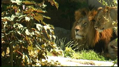 Tierpark Lions
